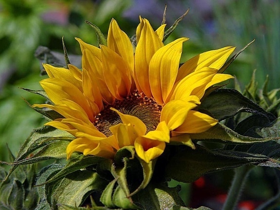 sun, flowers