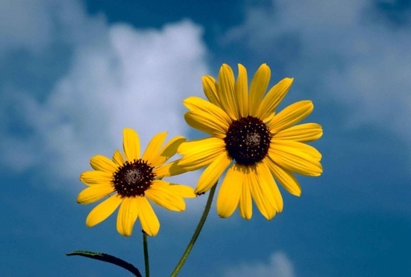 sunflower, flower, blue sky, background