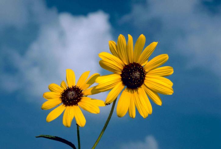 Олія соняшникова, квітка, Синє небо, фону