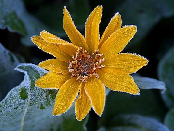 sunflower, frost