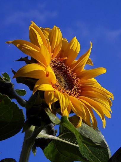 bunga matahari, sinar matahari