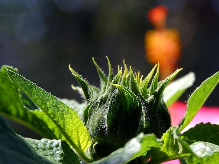 tanaman bunga matahari, hijau,