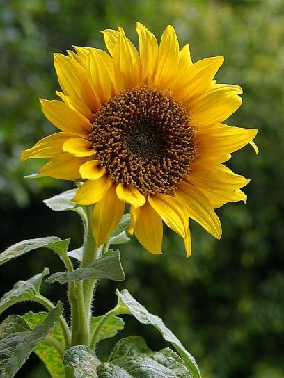 sunflowers, field
