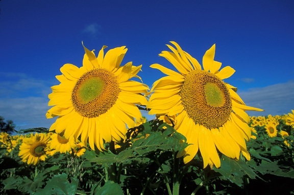 bunga matahari, bidang, bunga