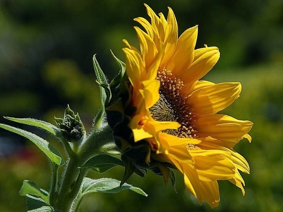 solsikker, kronblade, pollen, gul