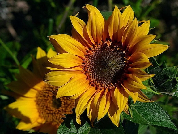 sunflowers, yellow