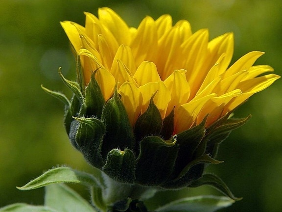 κίτρινο, ήλιος, λουλούδι