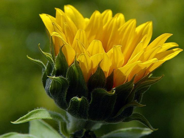 κίτρινο, ήλιος, λουλούδι