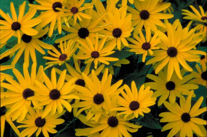 søde, sorte, øjne, susan, lyse gule, blomster, mørk, brun, ceters, blomster, rudbeckia, subtomentosa