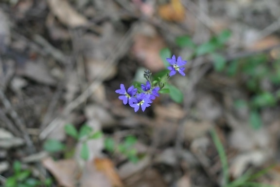 tiny, blue flowers, dry, leafy, background