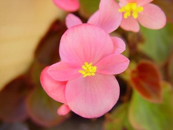 tiny, bright pink, yellow flowers