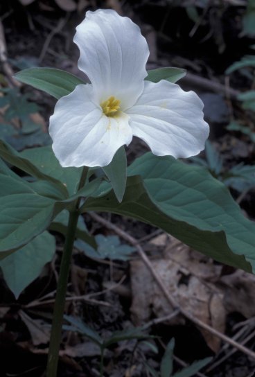 de cerca, flor grande, blanco, Trillium, planta, Trillium grandiflorum