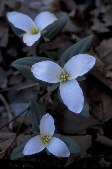 up-close, drie, witte bloemen, trillium nivale, bloeien