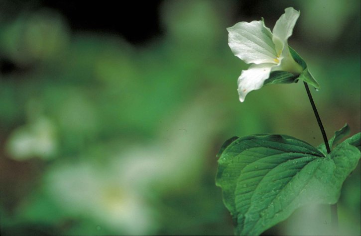 up-close, delicate, white, trillium, flower, trillium grandiflorum, blooming, foliage