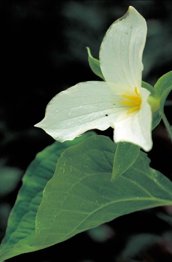 up-close, white flower, blossom, trillium, flower