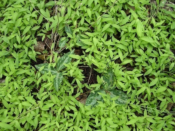 グリーン、エンレイソウ、侵襲的な植物、ネパール、草