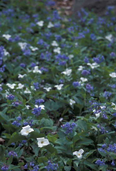 branco, azul, flor, pétalas, branco, trillium, virginia, campânulas, crescer, juntos