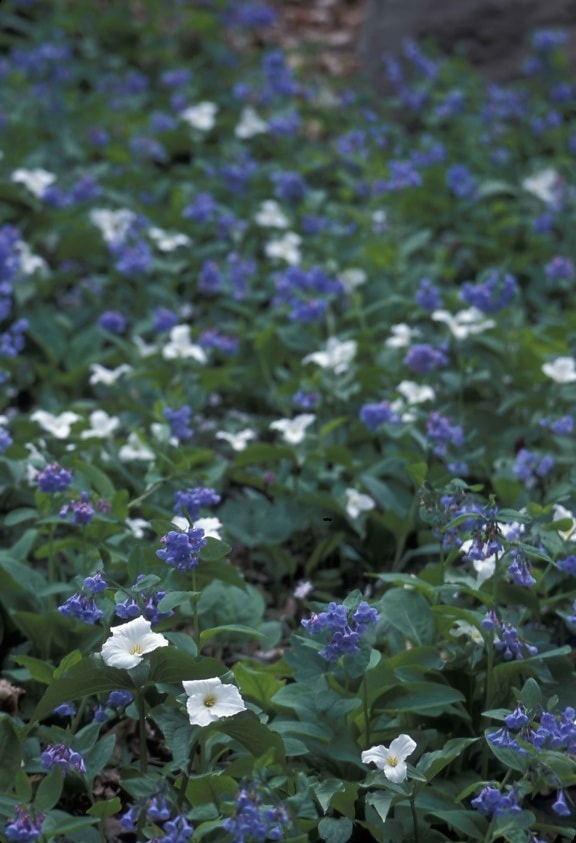 white, blue flower, petals, white, trillium, virginia, bluebells, growing, together