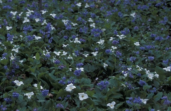 fehér trillium, virginia, bluebells, virágok, trillium grandiflorum, mertensia, virginica