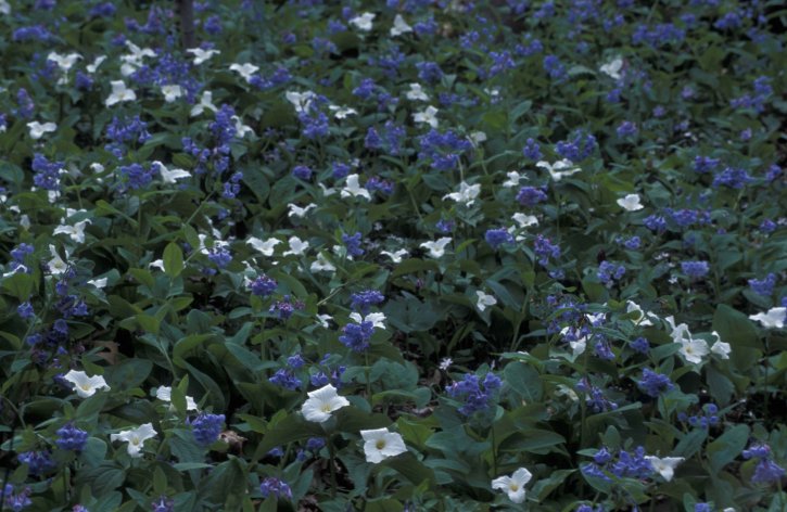 화이트, trillium, 버지니아, bluebells, 꽃, trillium grandiflorum, mertensia, virginica