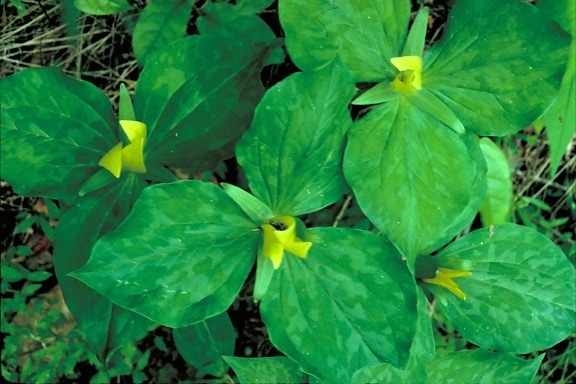 gul, trillium, gulaktig, grönt, blommor, ljusa gröna blad