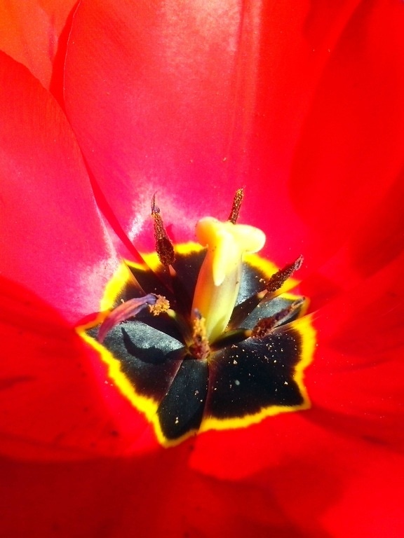 up-close, red, tulip, flower, blooming