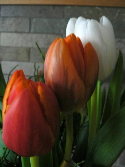 kleurrijk, tulpen