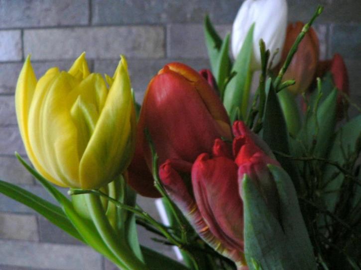 kleurrijke tulpen, bloemen, lente