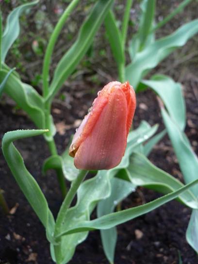 pomarańczowy, Tulipan, wiosna, kwiat