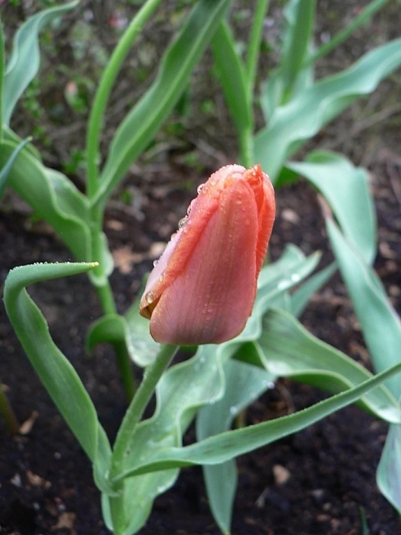 Orange, tulip, våren, blomma