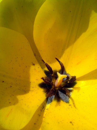 płatki, żółty, Tulipan, kwiat