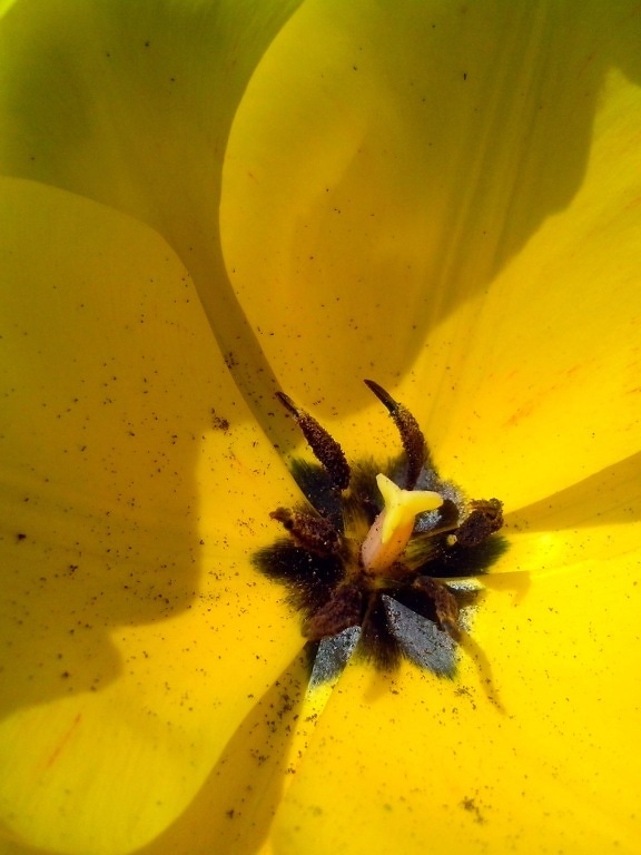 pétalos, amarillo, tulipán, flor