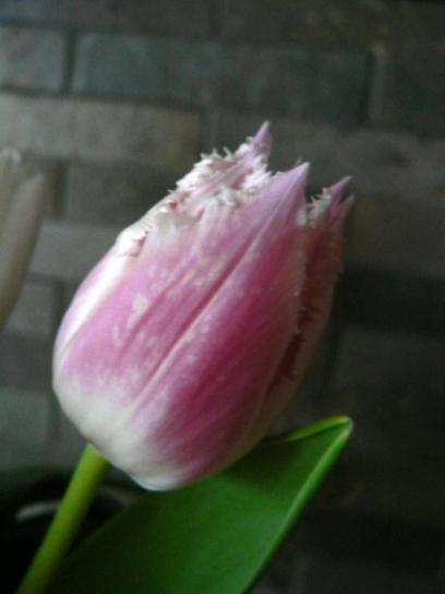 růžová, bílá, Tulipán, květ