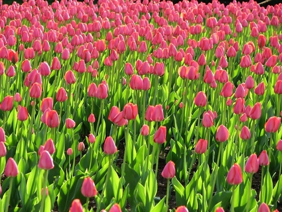 pink, tulips, field