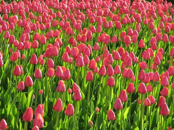 pink, tulips, plants