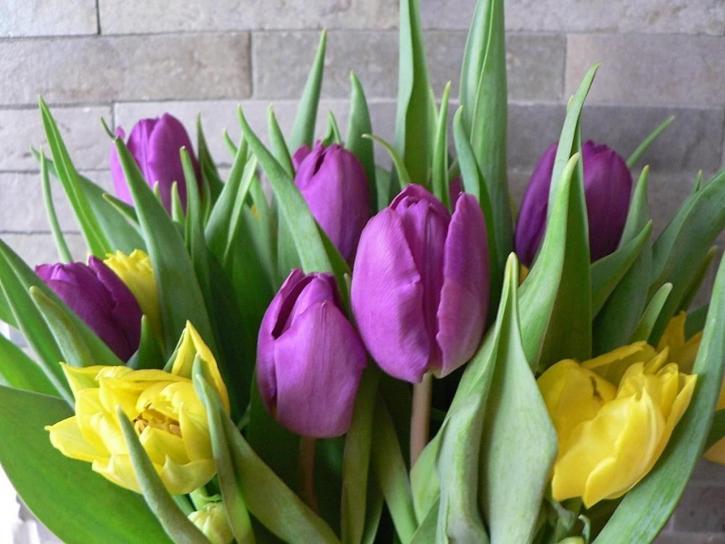 púrpura, amarillo, tulipanes