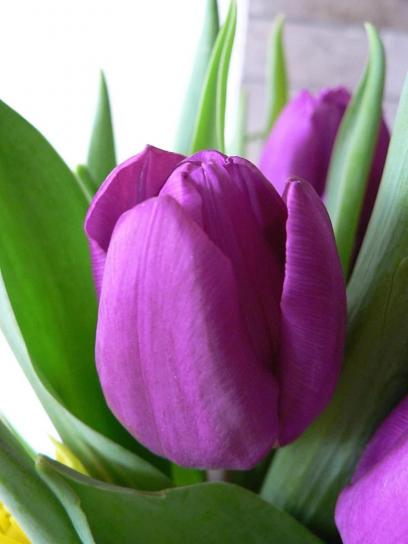 viola, tulipano