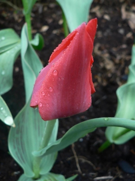lluvia, gotas, rojo, tulipán