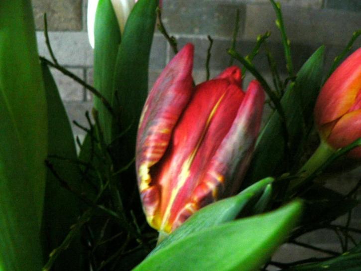 rosso, giallo, tulipano, fiore