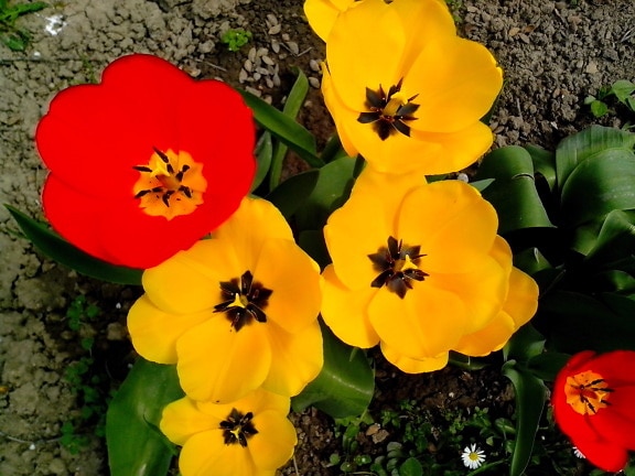 красный, тюльпан, цветы, желтые цветы, Сад
