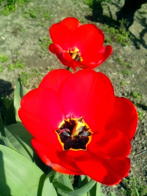 rødt, tulip, blomst, hage