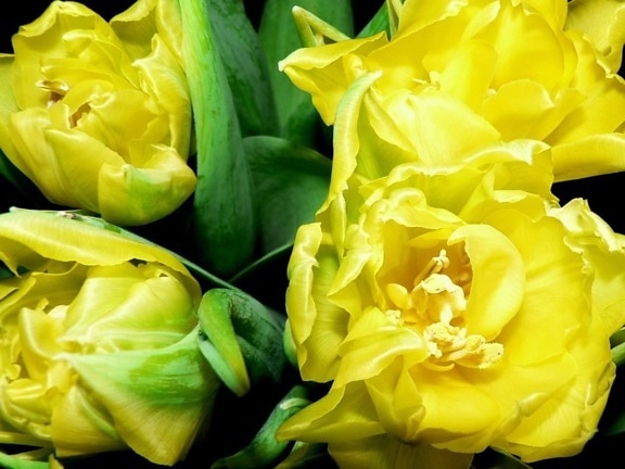 bulbos de tulipán