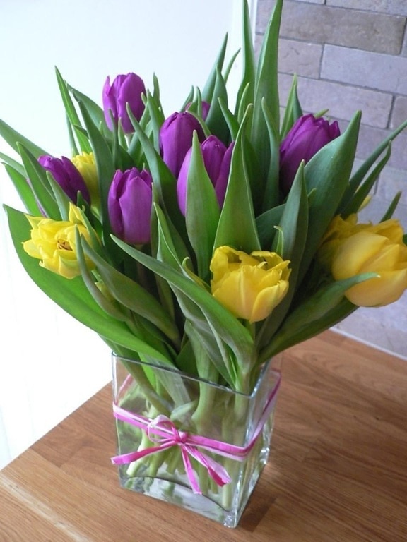 tulipany, kwiaty na