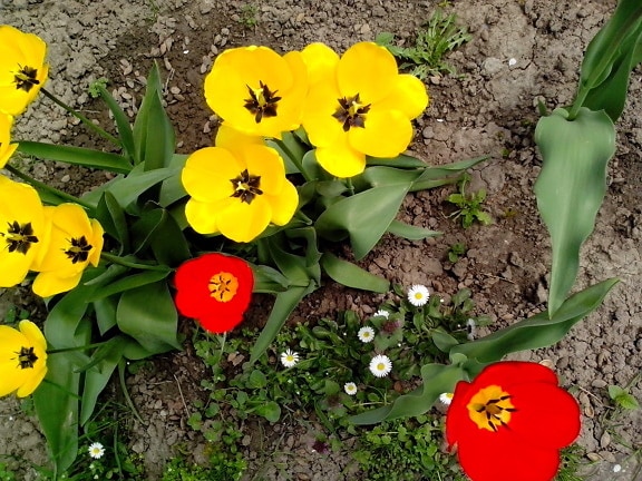 黄色、赤、チューリップ、花、ガーデン