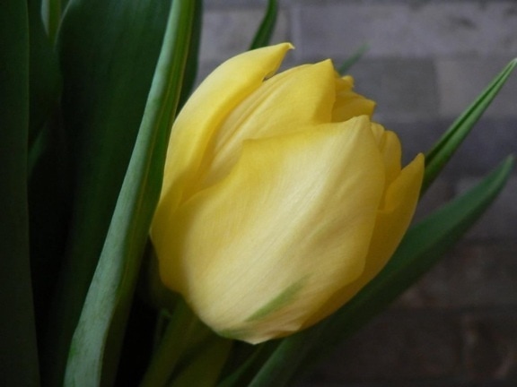 geel, tulip