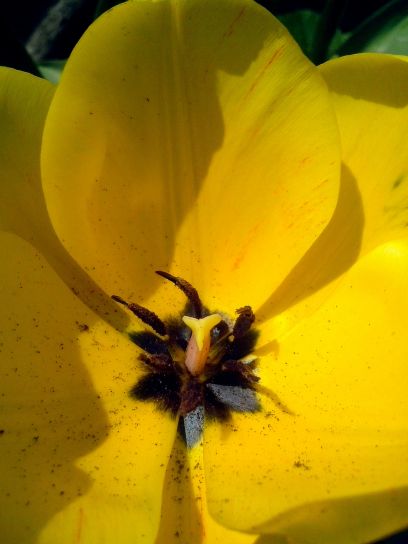 kuning, tulip, bunga, up-close, mekar