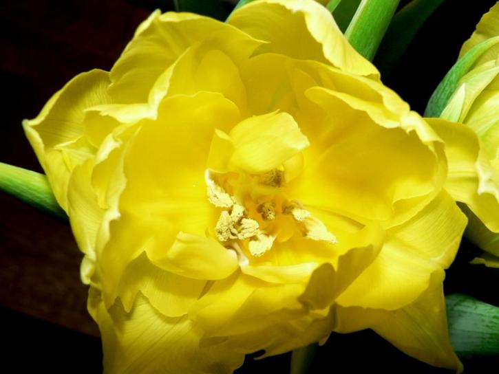 žltá, tulipán, leto