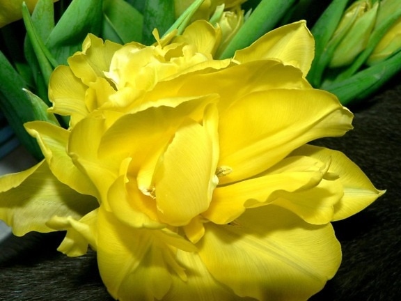 amarillo, tulipán, primavera