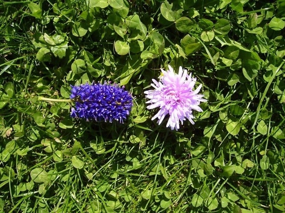 two, flowers