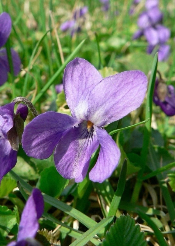 flor de violeta,